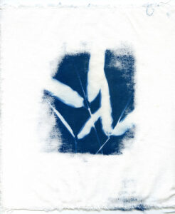 Cyanotype-11