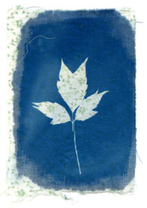 Cyanotype-8