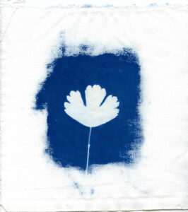 Cyanotype-9