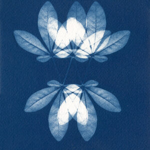 Empreinte végétale cyanotype