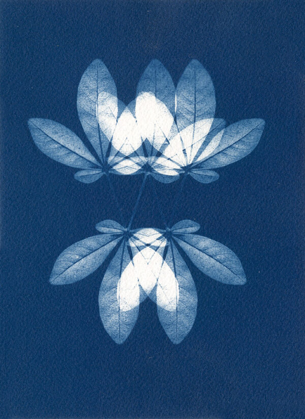 Empreinte végétale cyanotype
