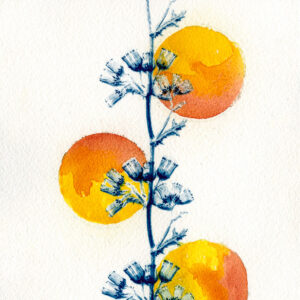 Empreinte végétale cyanotype et aquarelle
