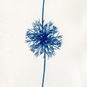 Empreinte végétale cyanotype et aquarelle