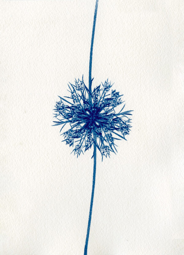 Empreinte végétale cyanotype et aquarelle