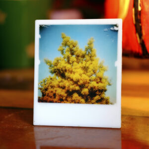 Transfert photo plexiglas Mimosa