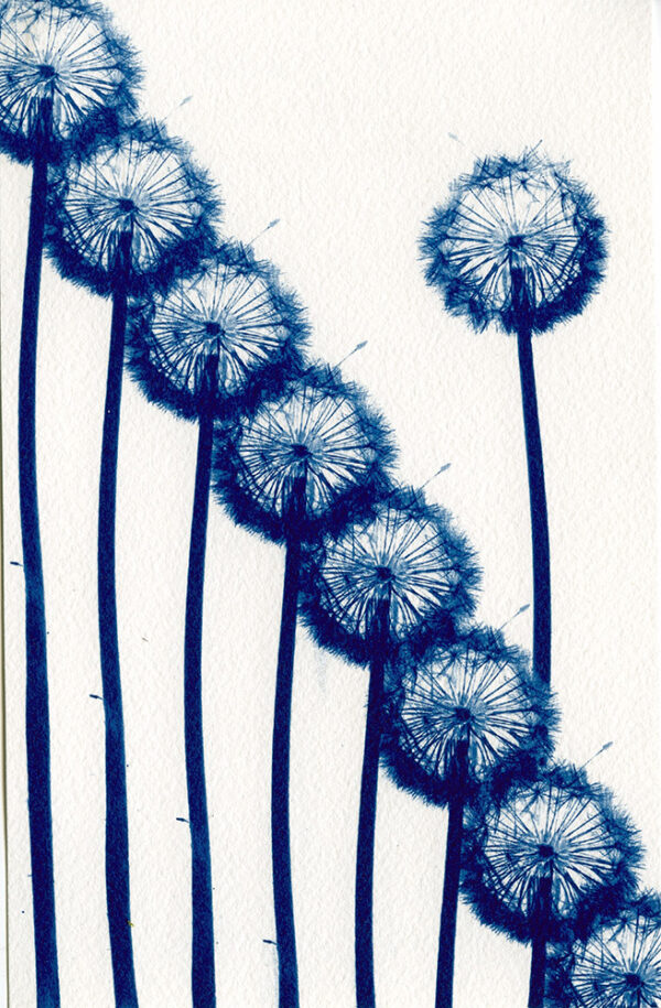 Empreinte végétale cyanotype et aquarelle