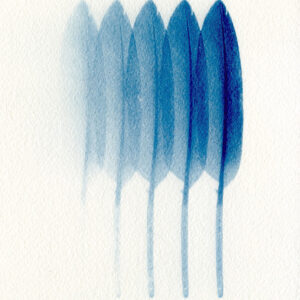 Empreinte végétale cyanotype et aquarelle