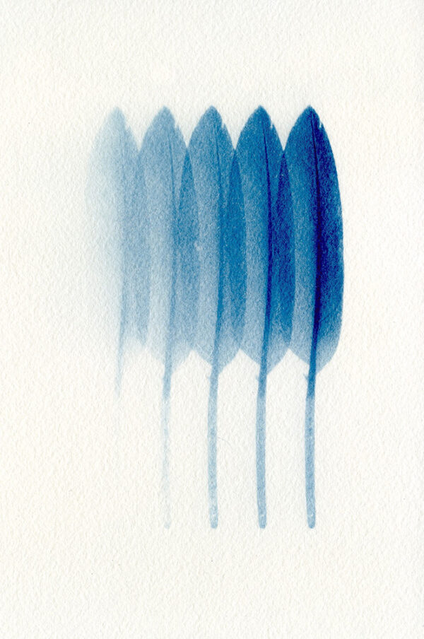 Empreinte végétale cyanotype et aquarelle